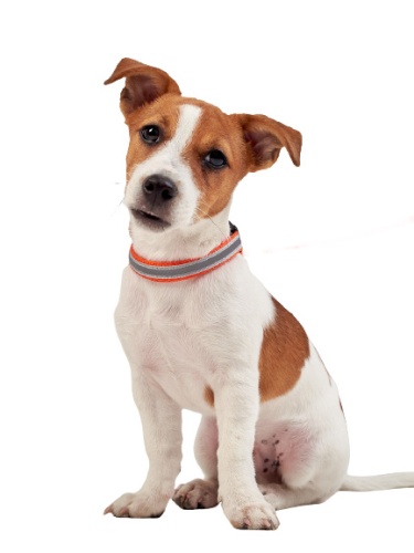 Детальная картинка Ошейник RichPet Light Dog, со светоотражающей стропой, 20мм (обхват шеи:35-60см), красный