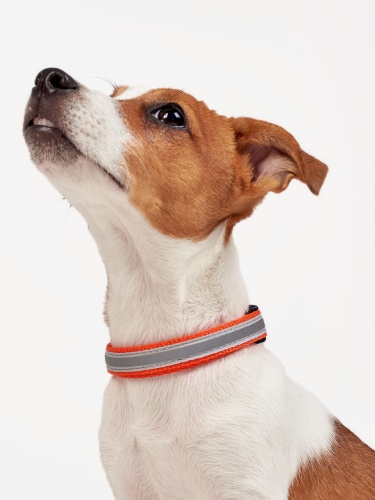 Детальная картинка Ошейник RichPet Light Dog, со светоотражающей стропой, 15мм (обхват шеи 27-42см), красный фото 2