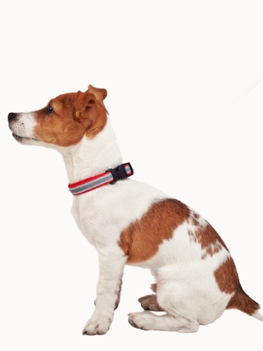 Детальная картинка Ошейник RichPet Light Dog, со светоотражающей стропой, 20мм (обхват шеи:35-60см), красный фото 2