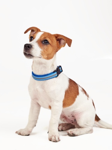 Детальная картинка Ошейник RichPet Light Dog, со светоотражающей стропой, 15мм (обхват шеи:27-42см), синий