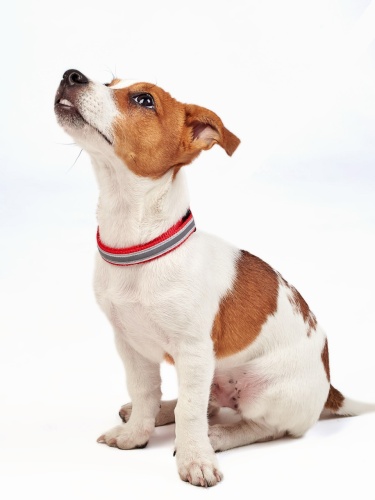 Детальная картинка Ошейник RichPet Light Dog, со светоотражающей стропой, 15мм (обхват шеи 27-42см), красный фото 3