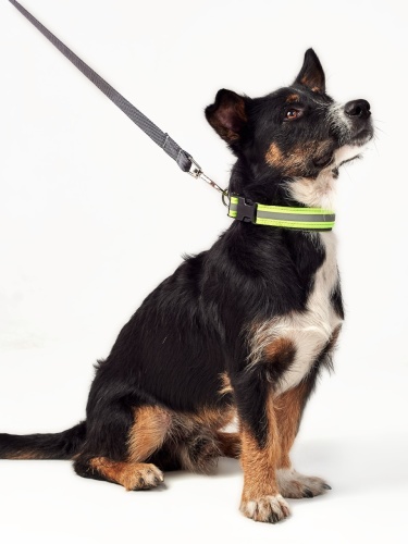 Детальная картинка Ошейник RichPet Light Dog, со светоотражающей стропой, 25мм (обхват шеи: 40-68см), зеленый фото 3
