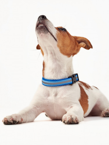Ошейник RichPet Light Dog, со светоотражающей стропой, 20мм (обхват шеи: 35-60см), синий