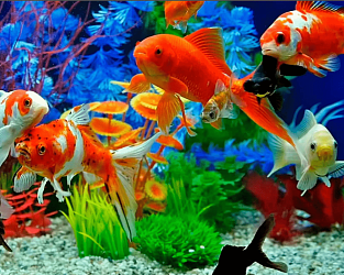 6 условий совместимости рыбок в аквариуме