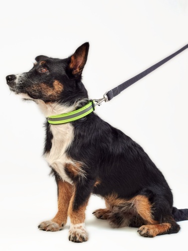 Детальная картинка Ошейник RichPet Light Dog, со светоотражающей стропой, 25мм (обхват шеи: 40-68см), зеленый фото 2